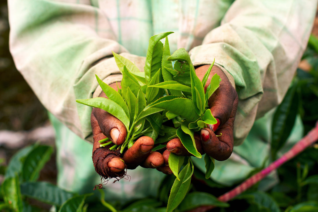 Why Fair Trade? What it Means and Why it Matters