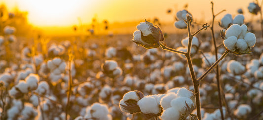 7 Ways to Celebrate Earth Day from Home