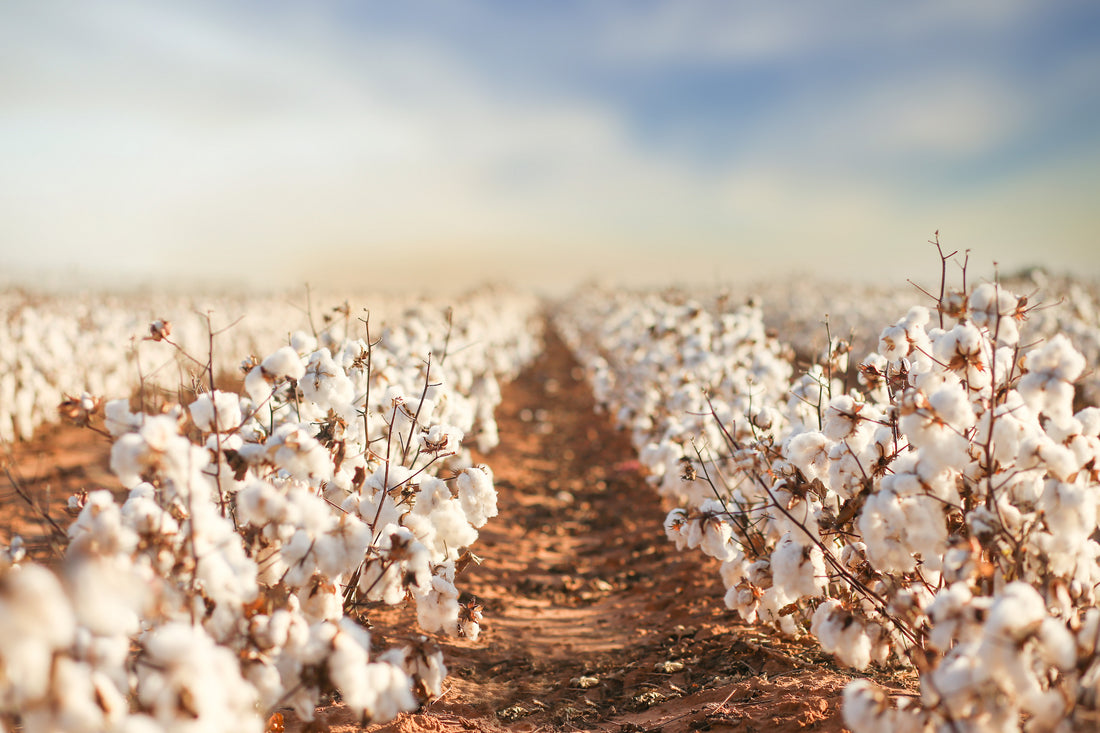 Why Choose Organic Cotton?
