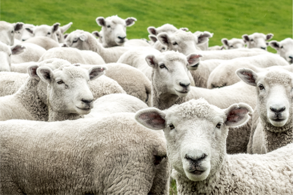 Why Climate beneficial wool?