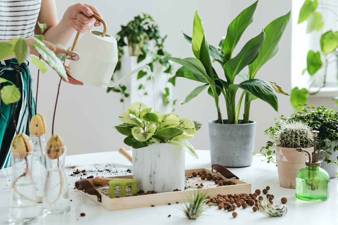 The Beginner’s Guide to Houseplants